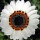 Page:holiday tour operator. Photo:Flower 14
